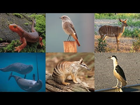 Nature's 'N': 10 Notable 'N' Animals - Kids’ Alphabet Exploration