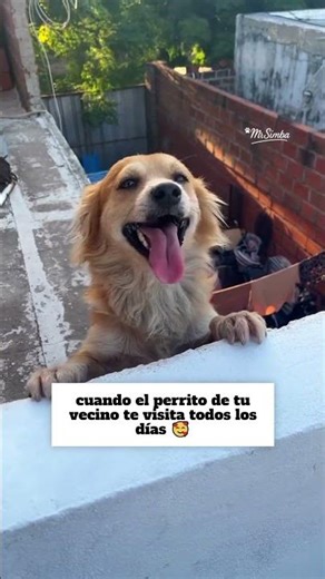 El vecino que me visita todos los días😂#perros #mascotas #divertido #humor