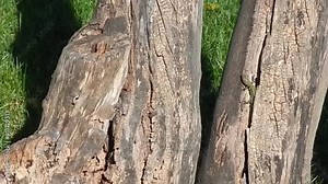 Italian wall lizard, Ruin lizard, Podarcis siculus basking in sunlight in trunk of pine tree in Mediterranean vegetation - slow motion. Topics: Mediterranean climate, natural environment, reptile