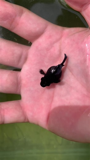 Exploring the Black King Balloon Molly Fish