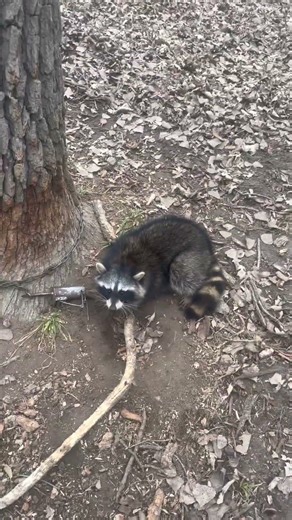 Fur, Fur and More FUR!!!#trapping #pestcontrol #outdoors