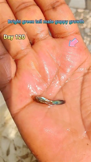 Bright green cobra male guppy fish growth time lapes #fishshorts #guppyfish #shortsfeed #fish