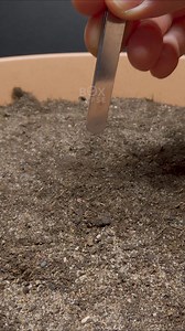 340K views · 5.7K reactions | Corn...Fail  https://boxlapse.info/ | Boxlapse | Facebook