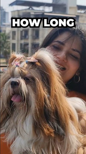 Shih Tzu Lifespan #shihtzu #dogs