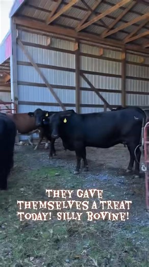 Earlier today the cows, bull and calves gave themselves a treat… Halloween bovine style! #happyhalloween #treatyourself #ranchlife #loveit | Tami McCurdy Taliento
