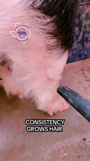 How to Grow Hair on Your Show Pig: Simple Tips