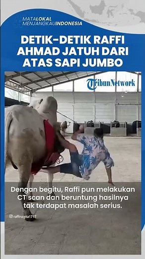 Detik-detik Raffi Ahmad Jatuh dari atas Sapi Jumbo 1 Ton Milik Irfan Hakim, Ngaku Pusing Kepala
