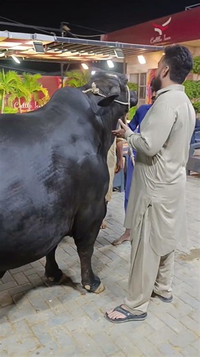 ❤️Titanic❤️THE HEAVYWEIGHT QUEEN OF SEASON 2026 Elite Class | Loader | Black Beauty #cowlover #cow
