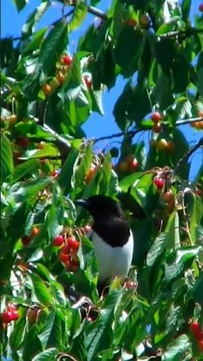 GAZZA LADRA sul ciliegio. #shortvideo #nature #uccelli.