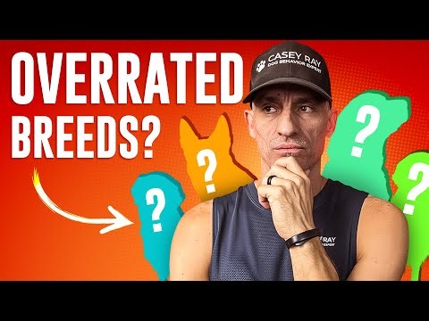 Top 5 Overrated Dog Breeds