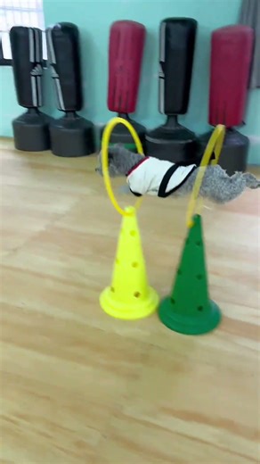 I've never seen such a bold dog #dog #cute pet