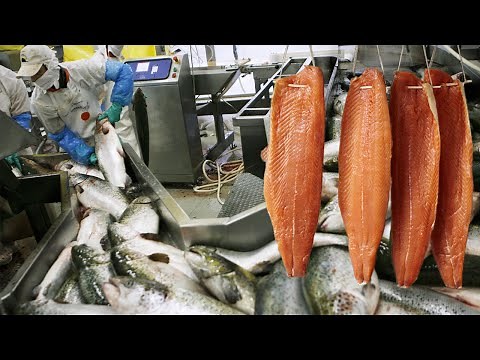 THE PROCESS OF RAISING SALMON IN NORWAY - MODERN FISH AQUACULTURE TECHNOLOGY