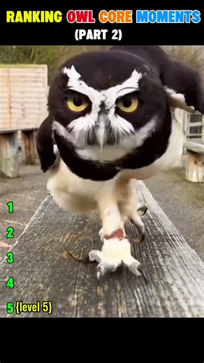 🦉 Ranking Owl Core Moments Part 2! 😂 | #ranking #owl #laugh #funnymoments