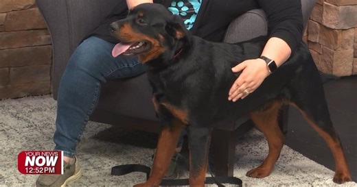 Auglaize County Humane Society brings in an adoptable dog