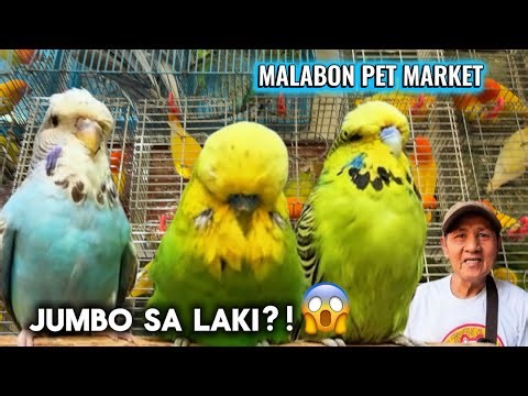 Grabe Ang Lalaki ng Budgie! 😍 Presyong Abot-Kaya sa Malabon Pet Market May 13, 2026