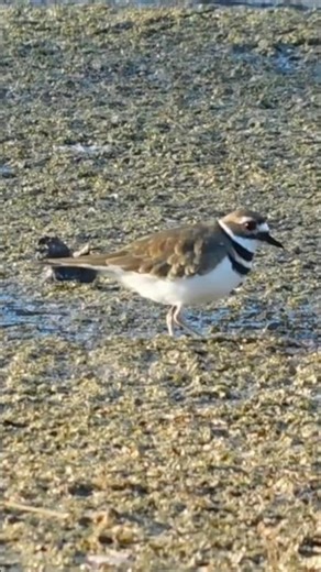 Killdeer bird! #shorts #birds