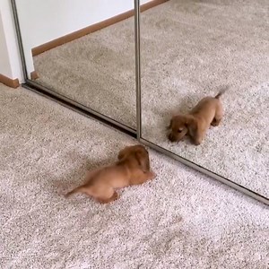 His bark is worse than his bite 💕 | Poke My Heart