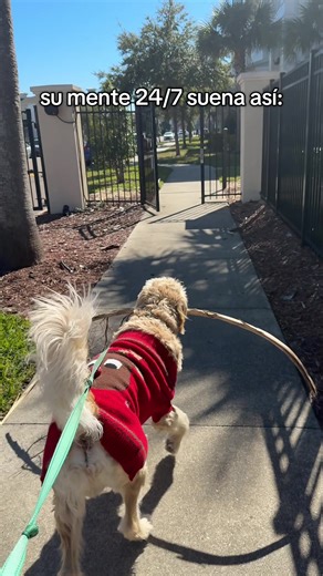 Golden Doodle Insights: Understanding Their Behavior