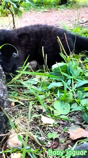 “Cute Baby Jaguar Playing Around! 🐆”#cuteanimals#viral
