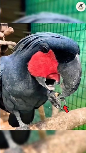 This Bird Plays Drums to Impress Females! 😳🥁