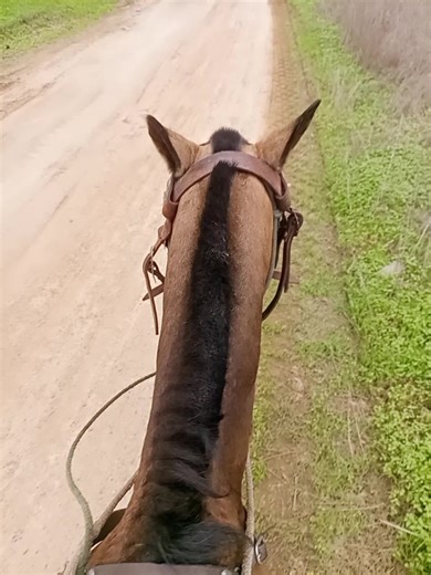 Videos de Nexan Bohórquez (@nexan.bohrquez) con “sonido original - Nexan Bohórquez”