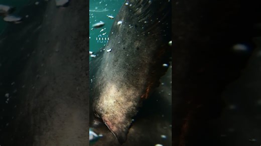 Great white shark and diver have a moment