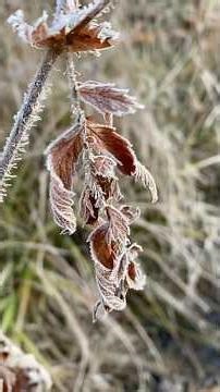 Ornery Report #4 Metamorphopsia #ornithology #ohio