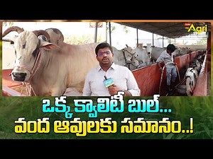 Ongole Breeding Bull | ఒక్క క్వాలిటీ బుల్... వంద ఆవులకు సమానం..! Tone Agri