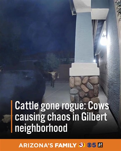 Free-range cows are eating landscaping, blocking traffic, and pooping wherever they please in a Gilbert neighborhood. | azfamily 3TV CBS 5
