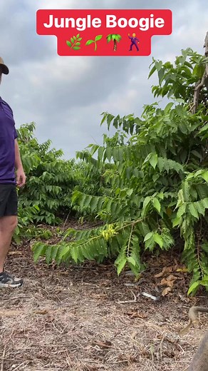When I’m the Ecuador jungle 🌿🌱🌴🕺 #jungle #jungleboogie #dance #travel #travelingdancer #ylangylang #plants #fliwers #trees #ecuador #getdown #adventure #youonlyliveonce | Bryan Martin