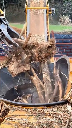 From waste wood to miracle: the many lives of sawdust