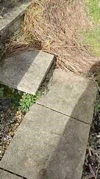 How to Treat Algae & Damp in Old Brickwork (The Natural Way)