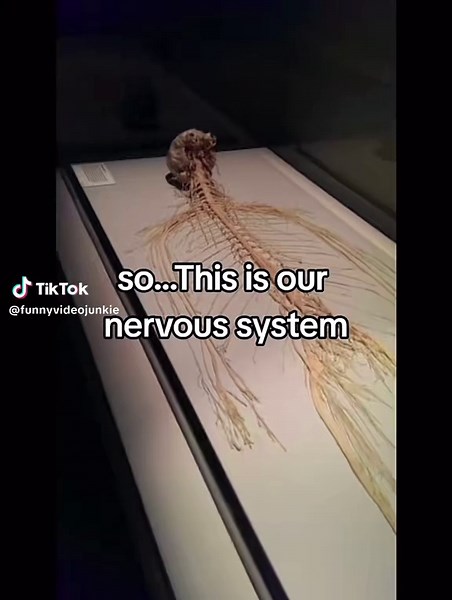 Understanding Your Nervous System Through Humor
