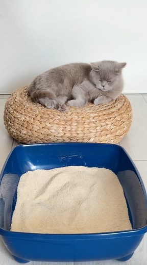 🔎 Ist unser Almo Nature Nature Soft Texture Katzenstreu wirklich so effektiv? Wir haben ihre Saug- und Klumpfähigkeit für dich getestet! 🐱 Test unter Aufsicht unserer Mieze Chloé durchgeführt, die bei jedem Schritt sehr aufmerksam war 😄 🐾. Bist du bereit, diese 100 % pflanzliche Katzenstreu auszuprobieren? Entdecke die Verkaufsstellen online und in deiner Nähe gleich hier: https://www.almonature.com/de/almo-nature-natural-cat-litter | Almo Nature