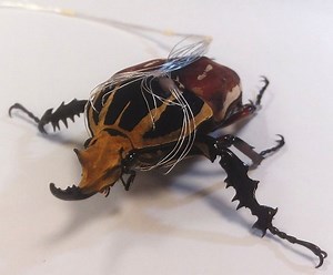 Scientists Hijack Bugs, Turn Them into Cyborgs