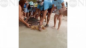 Three-flippered sea turtle swims home into ocean after months of rehabilitation