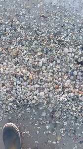 18K reactions · 248 shares | See how easy shelling is done at low...