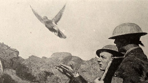 The vital role of pigeons in the First World War