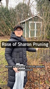 11K views · 606 reactions | Rose of Sharon is an invasive shrub in...