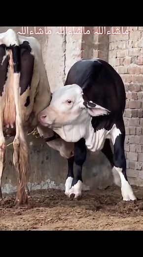 62K views · 2.6K reactions | Karachi Cattle Industry on Reels | Facebook