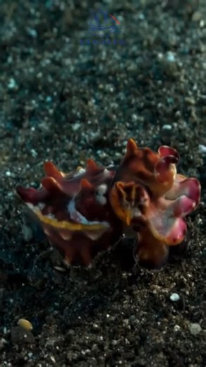 Meet the Flamboyant Cuttlefish (Metasepia pfefferi) — a tiny showstopper with one of the most striking displays in the ocean. Bold colors, hypnotic movements, and a confident walk across the seafloor make this rare cephalopod unforgettable. Often found in the rich muck sites of Indonesia, including Raja Ampat and Ambon, this living work of art is a dream encounter for macro lovers and underwater photographers alike. A true icon of Indonesia’s hidden underwater world. 📍 Want a chance to explore 