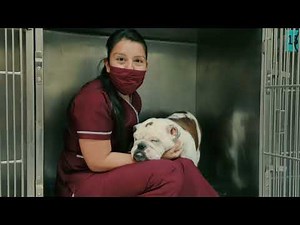 ¿Sabes qué son las zoonosis?