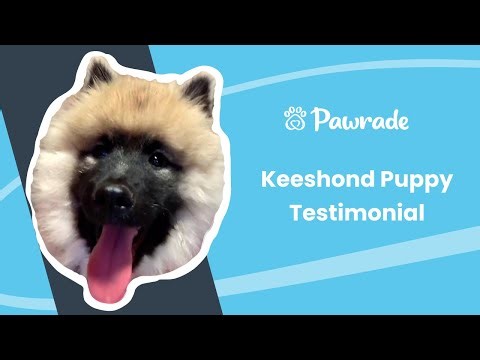 Adopting a Keeshond Puppy from Pawrade.com
