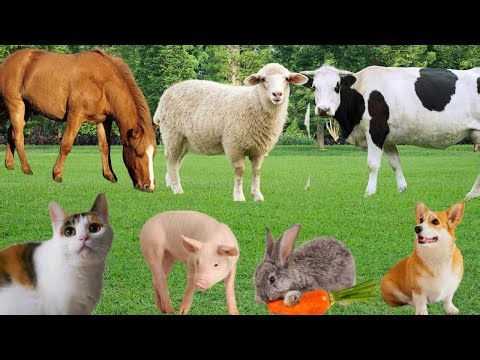 Explore Farm Animals: Cow, Horse, Sheep, Rabbit, Chicken, Buffalo, Pig, Duck-Animal Sounds