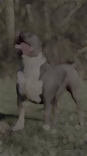 Massive American Bully Dominates the Yard! 💪👑#americanbully #xlbullynation #bullylife #dailyshorts