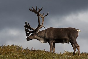 'Lost' caribou herd was behind the couch the whole time