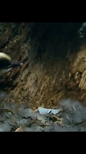 #foryou #amazinganimalsworld #wildlife | Animals World