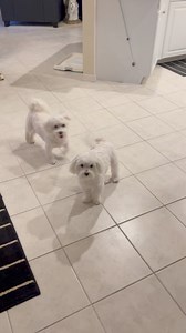 238K views · 10K reactions | It’s Friday baby!! Time to dance and act crazy!! | A day in the life of Minnie's Little Sister Haley | Facebook