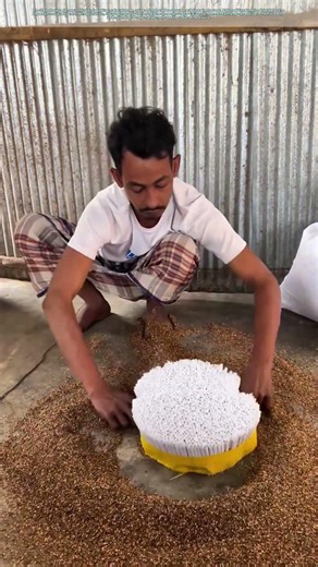 Sorting Grains: The Art of Purity and Precision