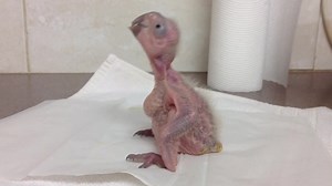 1.7K views · 34 reactions | Red Fronted Macaw chick..growing and trying out his wings??? | Alymara Macaws - Our Macaw Heaven | Facebook